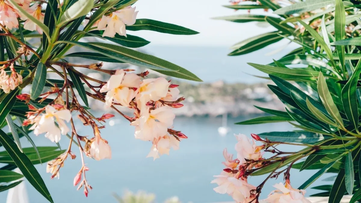 Feste ed Eventi a Sanremo: La Città dei Fiori in Festa