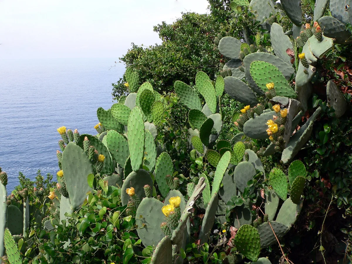Itinerario di 7 giorni a Sanremo e dintorni