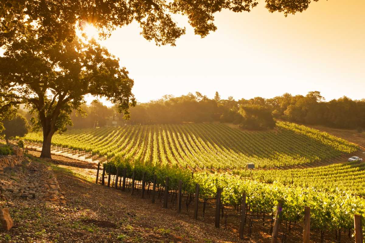 Scorcio di un sentiero tra i vigneti delle Cinque Terre